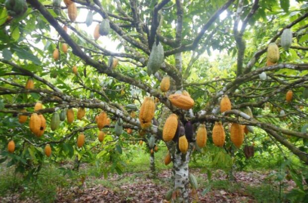 Fazenda de Cacau – Ganhe chocolate gourmet – Rota do Chocolate
